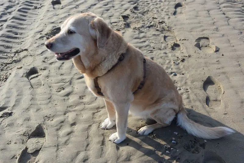 Andachtsbild von Brigitta 