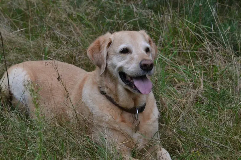 Andachtsbild von Brigitta 