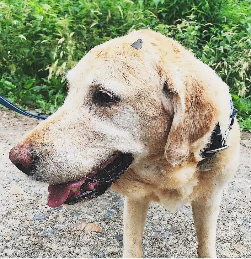 Andachtsbild von Brigitta 