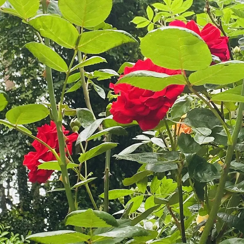 Andachtsbild von Brigitta 