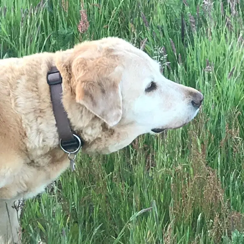 Andachtsbild von Brigitta 