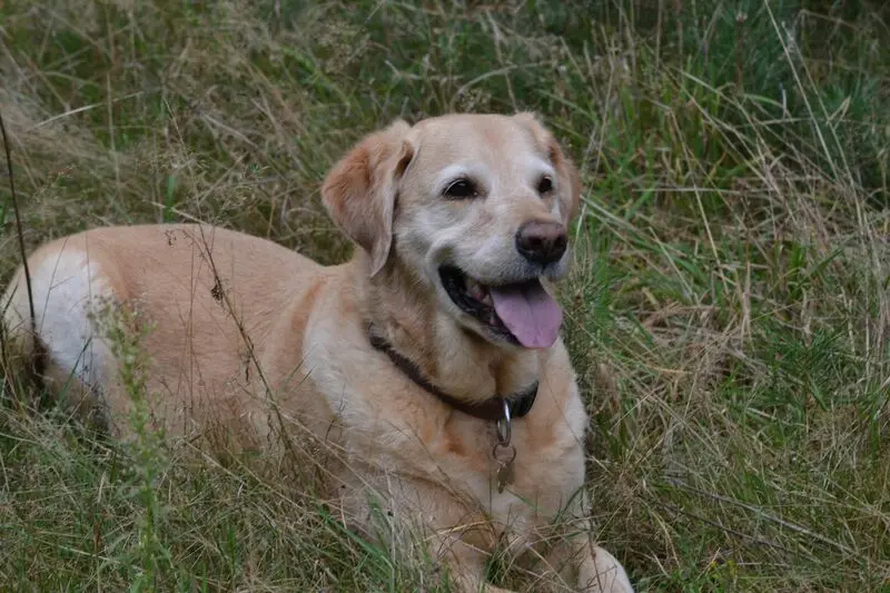 Andachtsbild von Brigitta 