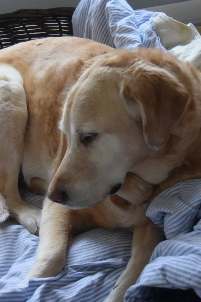 Andachtsbild von Brigitta 