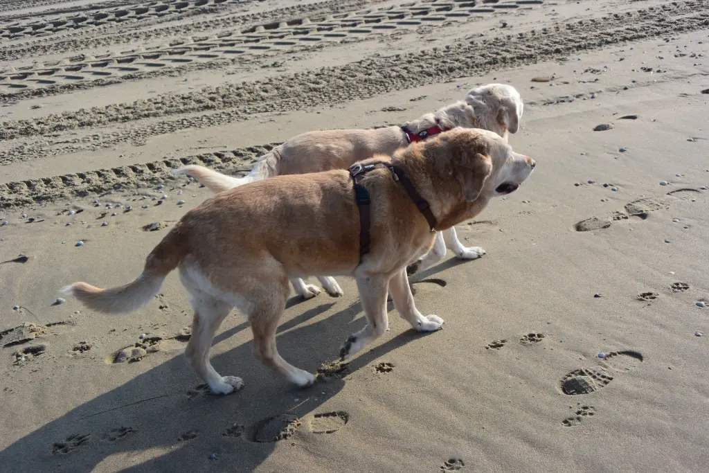 Andachtsbild von Brigitta 