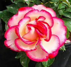 Andachtsbild von Brigitta 