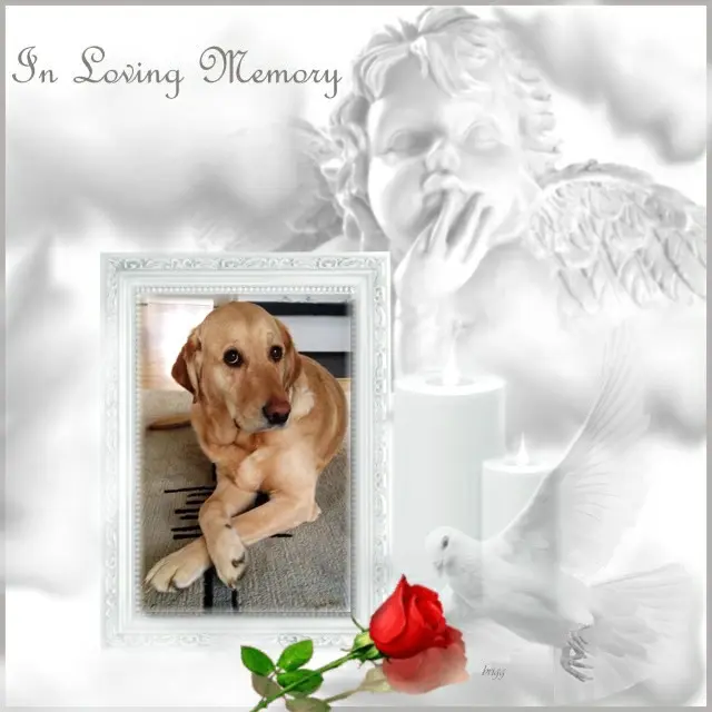 Andachtsbild von 4.Sternchen❤️Gedenktag❤️❤️❤️❤️