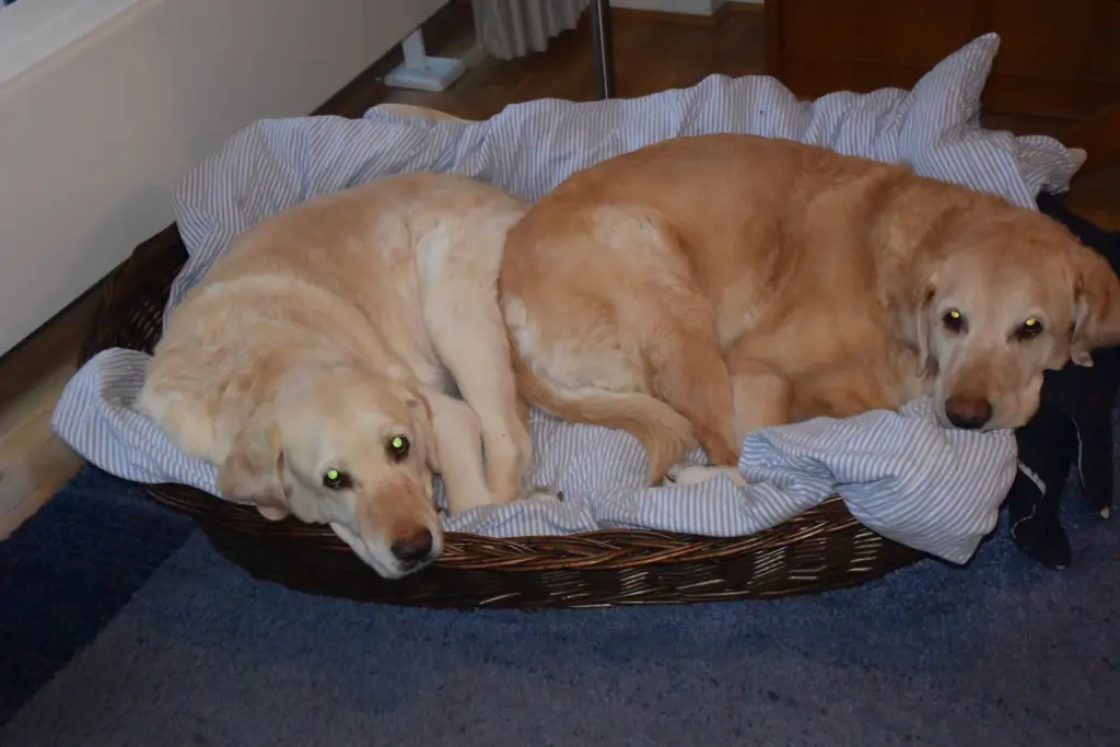 Andachtsbild von Brigitta 