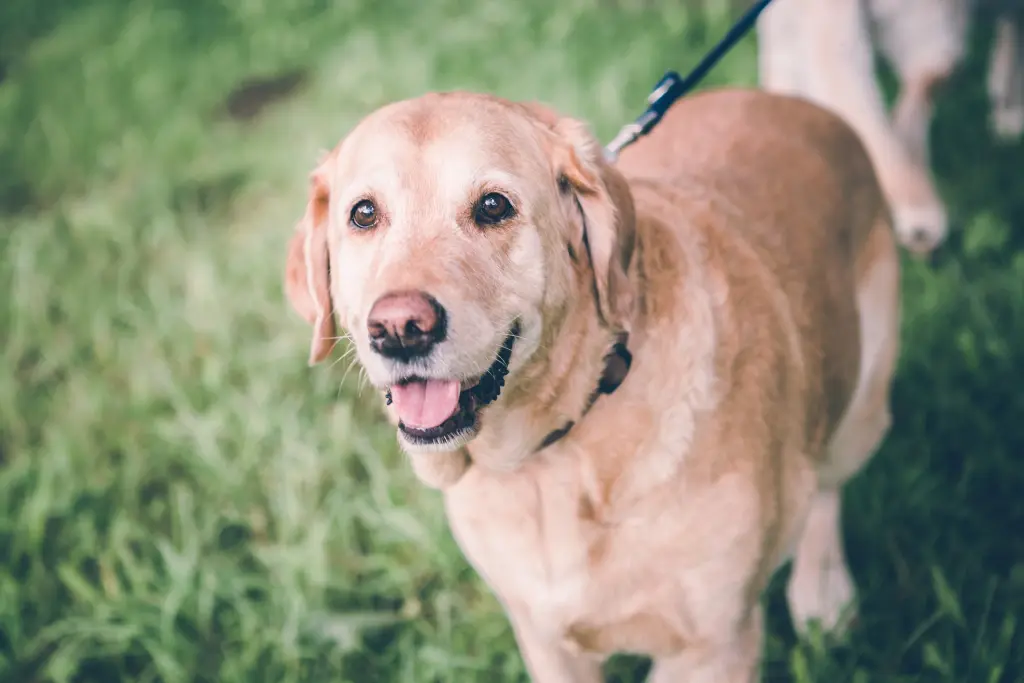 Andachtsbild von Brigitta 