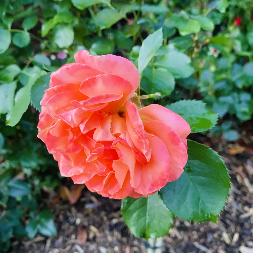 Andachtsbild von Brigitta 