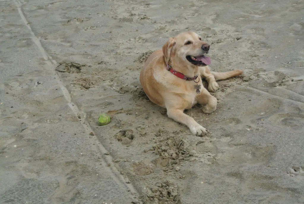 Andachtsbild von Brigitta 