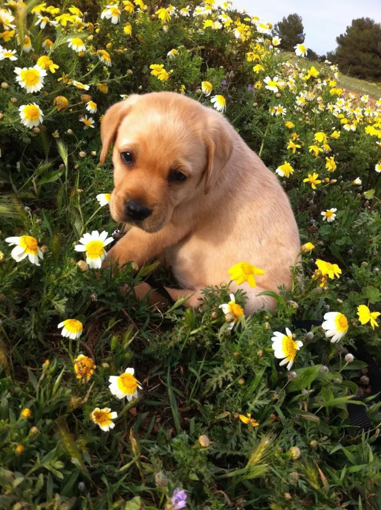 Andachtsbild von Brigitta