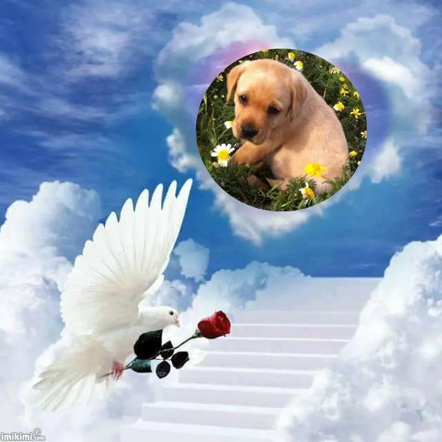 Andachtsbild von Liebe❤️❤️❤️Kekschen❤️⭐️