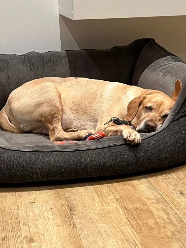 Andachtsbild von Brigitta