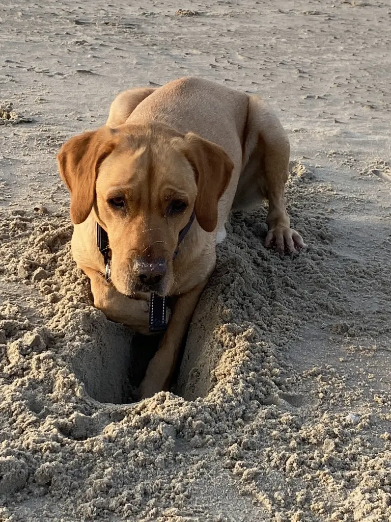 Andachtsbild von Brigitta 