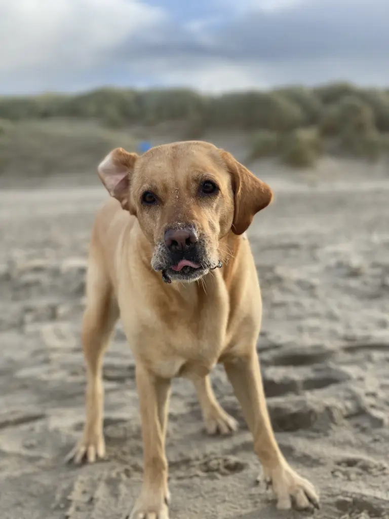 Andachtsbild von Brigitta