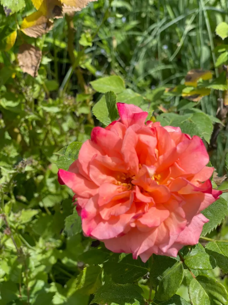 Andachtsbild von Brigitta