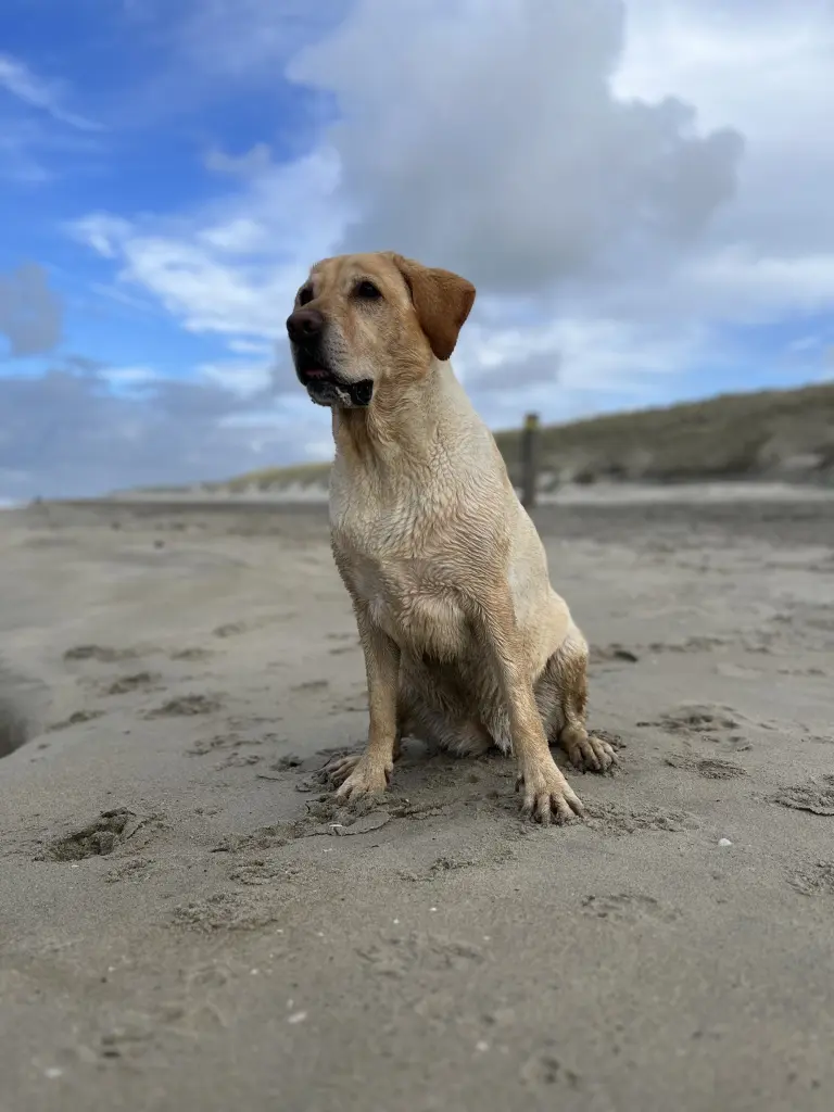 Andachtsbild von Brigitta