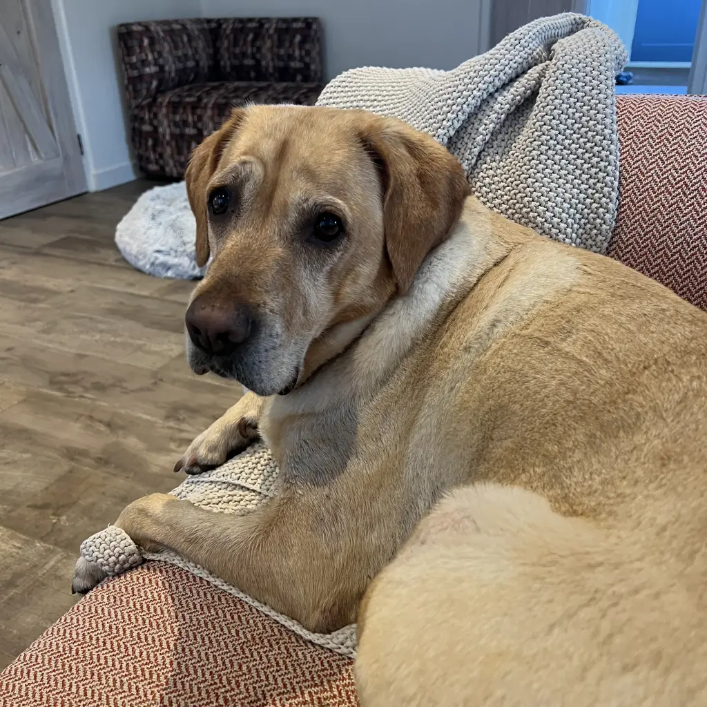 Andachtsbild von Brigitta 