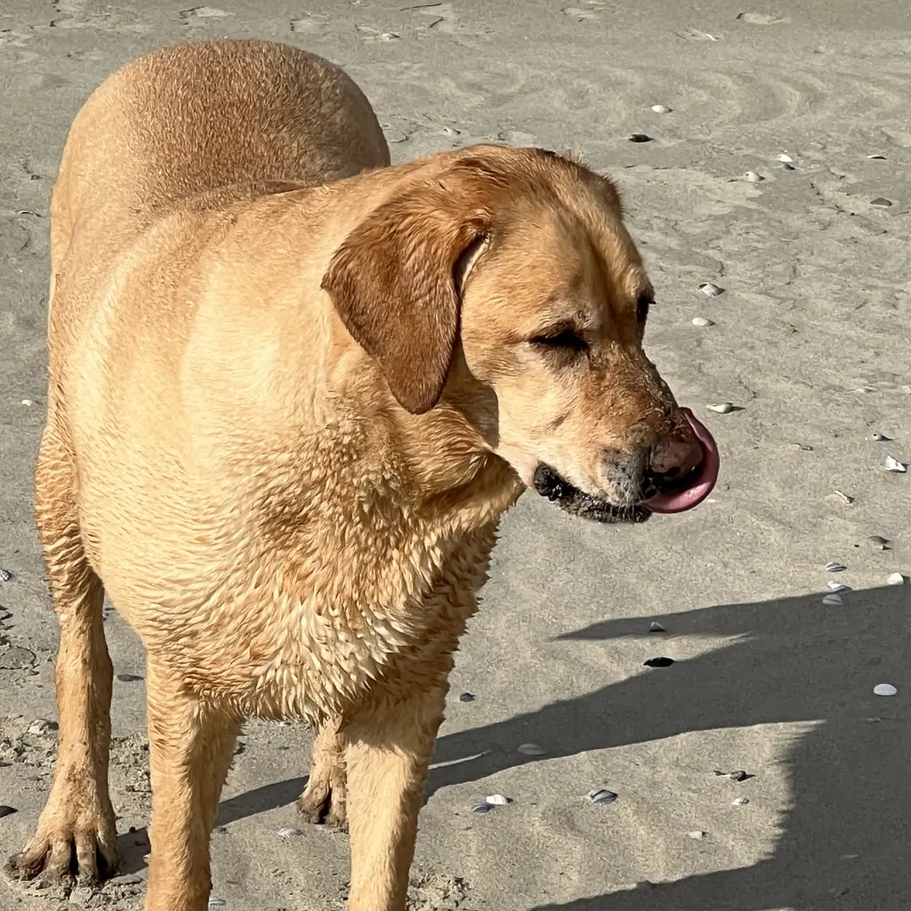 Andachtsbild von Brigitta