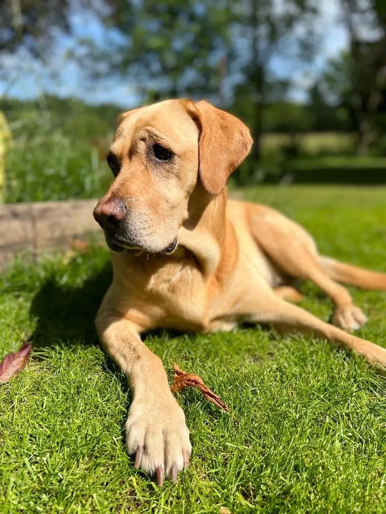 Andachtsbild von Brigitta