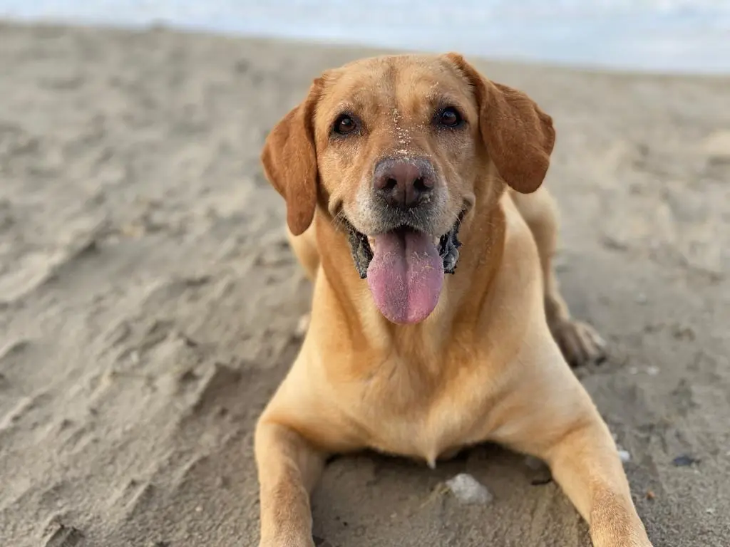 Andachtsbild von Brigitta