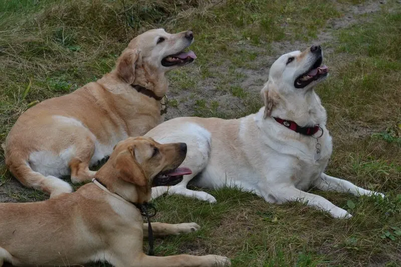 Andachtsbild von Brigitta