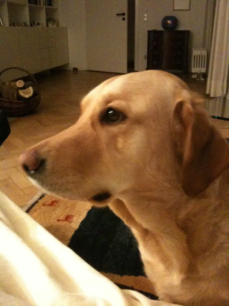 Andachtsbild von Brigitta 