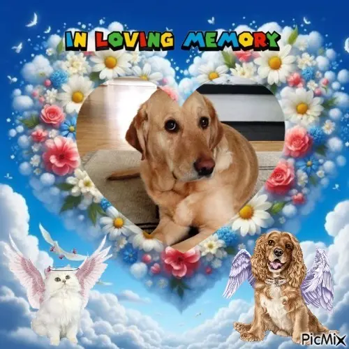 Andachtsbild von 7. Sternchen⭐️Gedenktag❤️❤️❤️❤️❤️❤️❤️