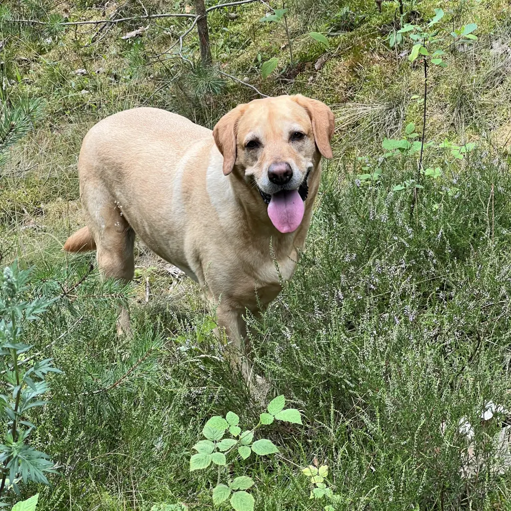 Andachtsbild von Brigitta 