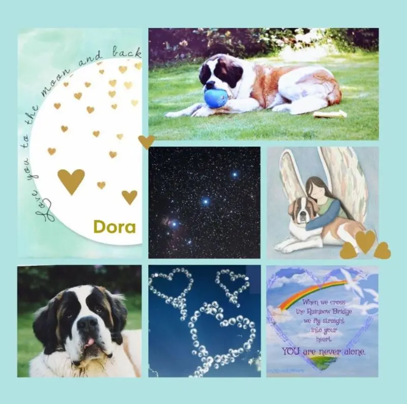 Andachtsbild von Geburtstagsrosen für Dora