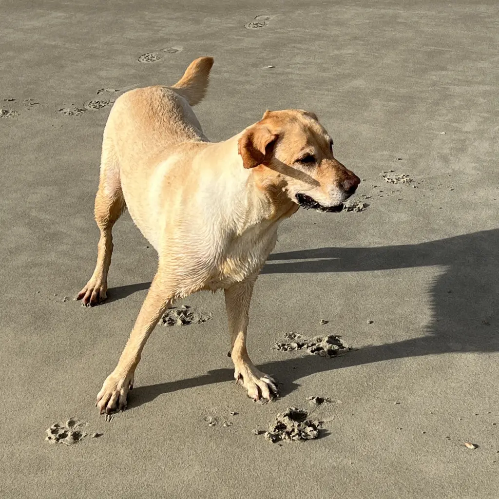 Andachtsbild von Brigitta