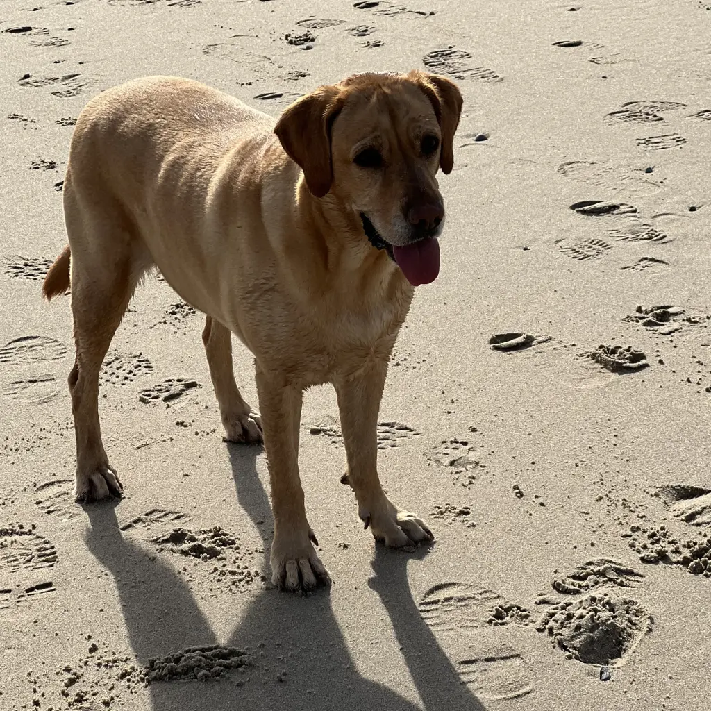 Andachtsbild von Brigitta