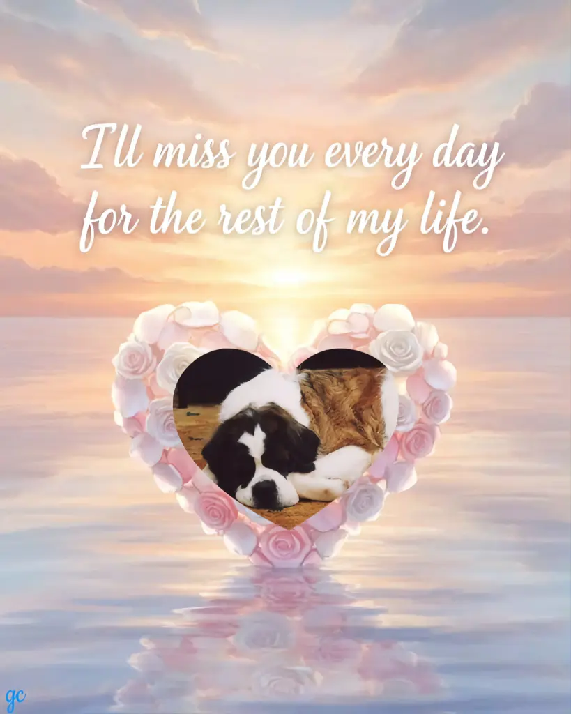 Condolence image of 🌈💙🩵💛🧡💚🩷💜🐕❤️⭐️🐾🐾🫶🫶🫶🌈