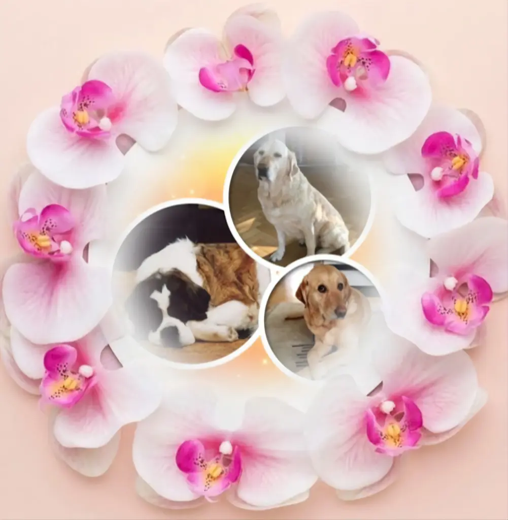 Condolence image of ❤️🐕⭐️❤️🐕⭐️❤️🐕⭐️❤️🐕⭐️🙏🙏🙏🙏🫶🫶🫶🫶❤️❤️❤️❤️