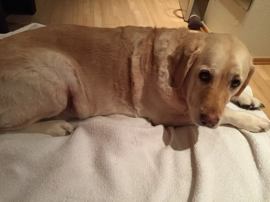 Condolence image of Brigitta