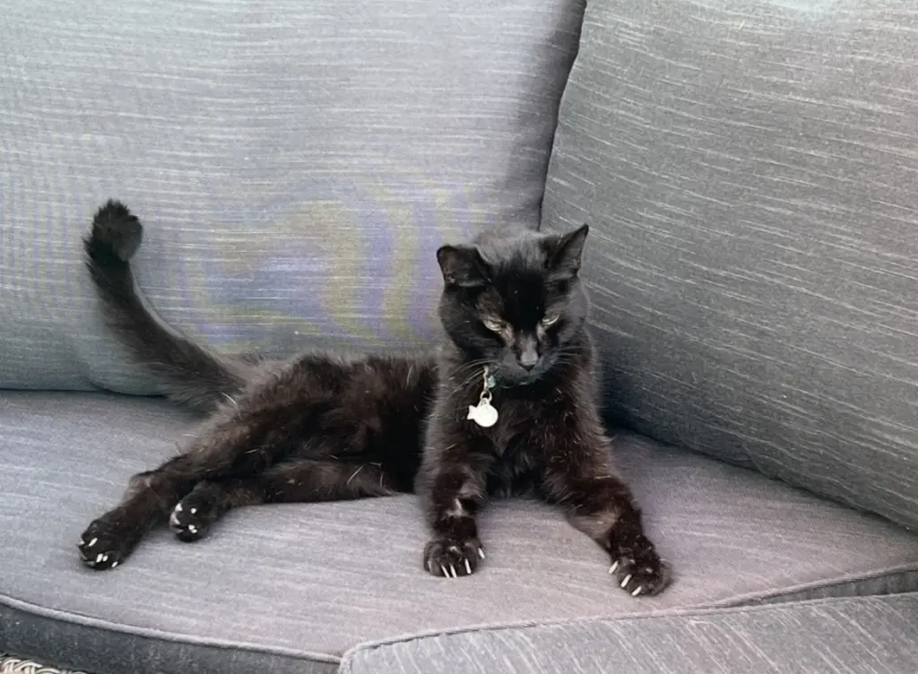 Blacky 2025