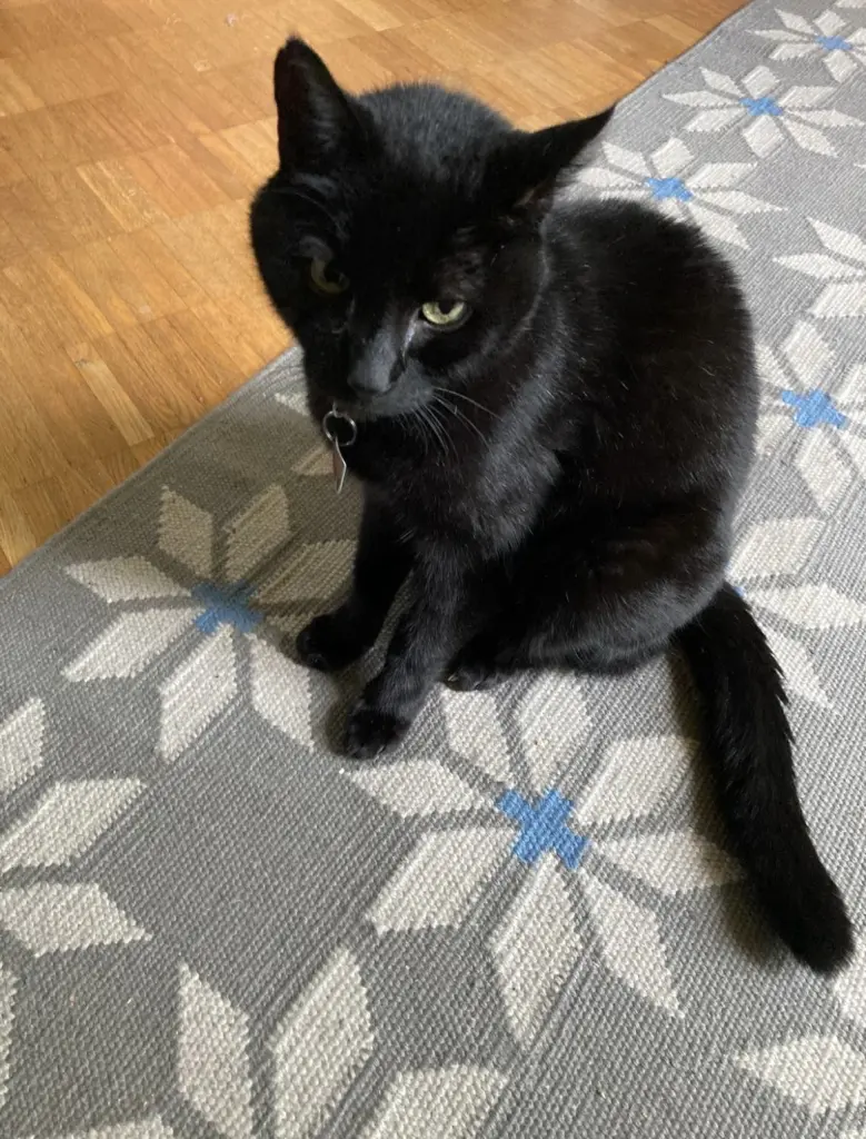 Blacky 2021