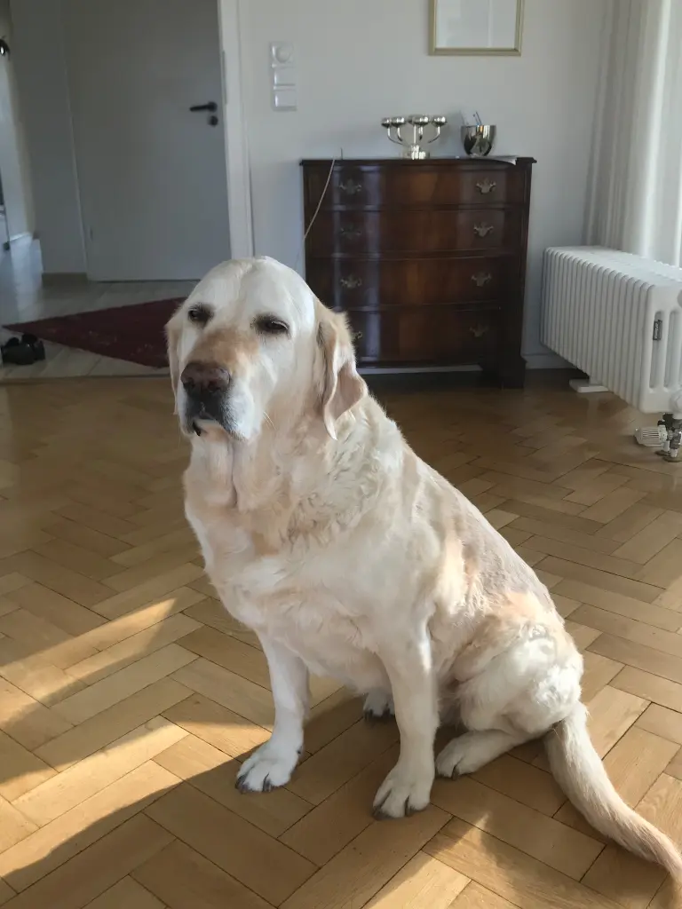 Andachtsbild von Brigitta