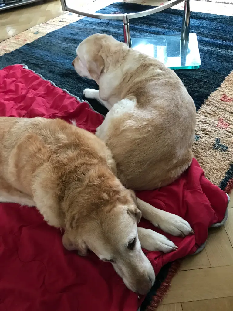 Andachtsbild von Brigitta