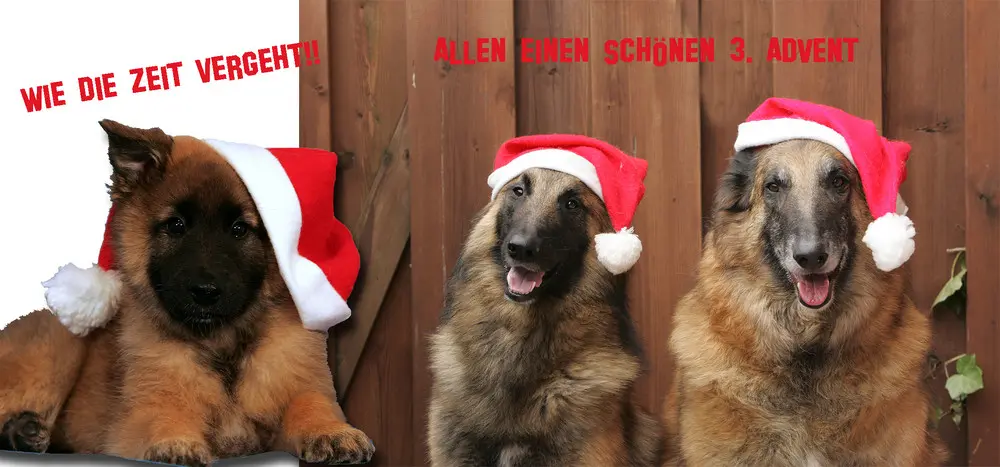 Andachtsbild von Klaudia mit Misiu❤❤❤Ganz Tief im Herzen❤