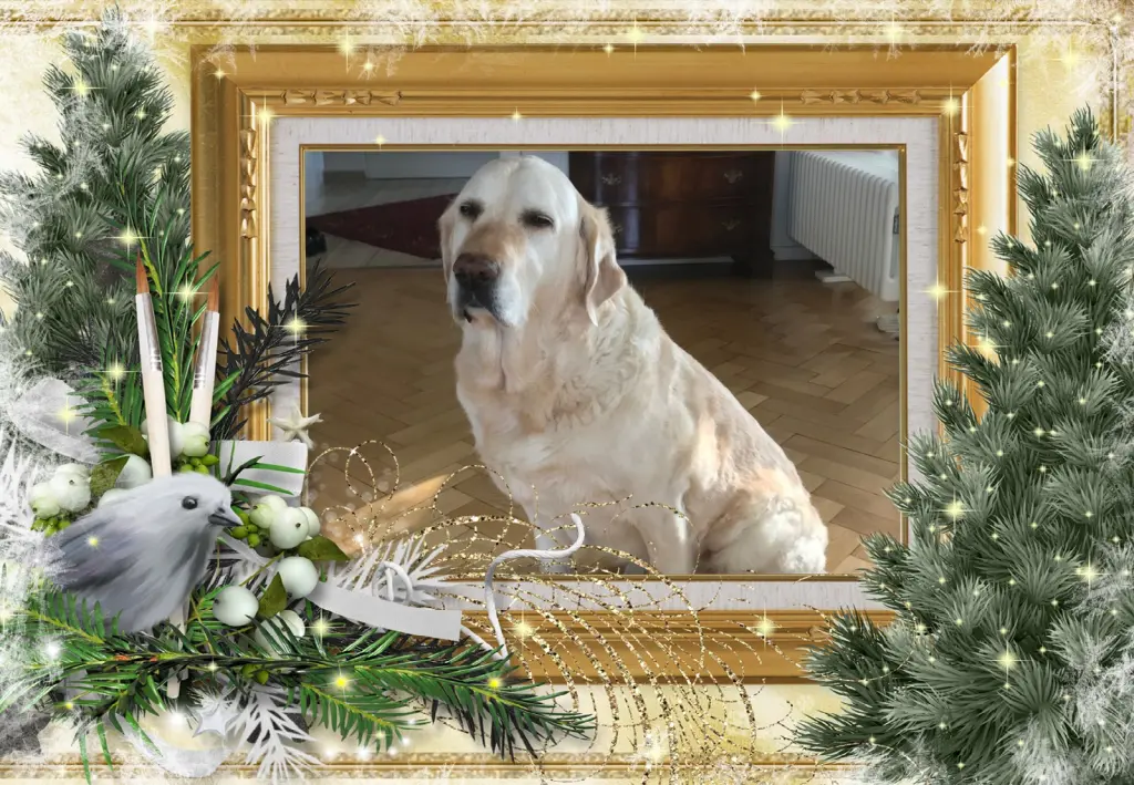 Andachtsbild von Klaudia mit Misiu❤❤❤Ganz Tief im Herzen❤