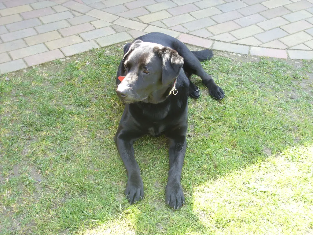 Andachtsbild von Unbekannt