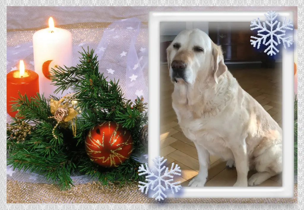 Andachtsbild von Klaudia mit Misiu❤❤❤Ganz Tief im Herzen❤