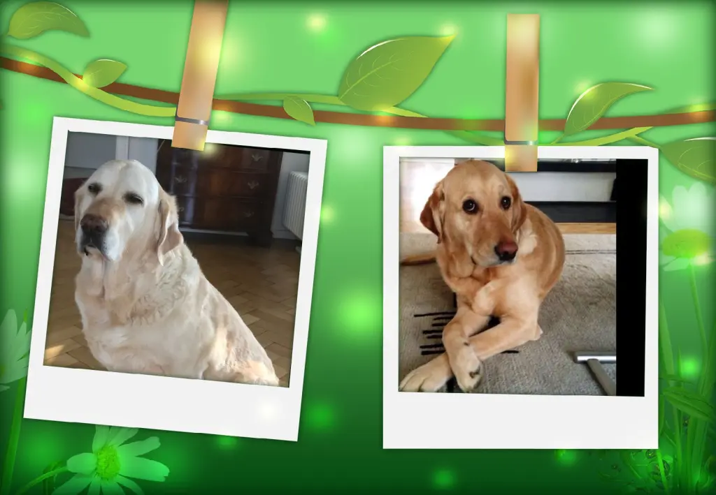 Andachtsbild von Klaudia mit Misiu❤❤❤Ganz Tief im Herzen❤