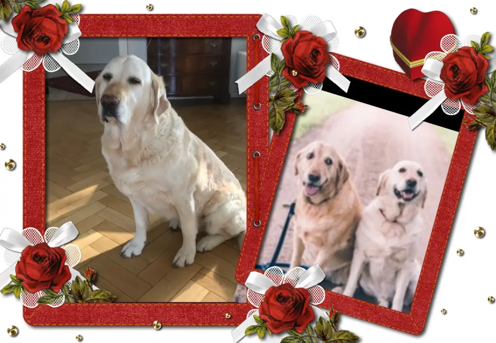 Andachtsbild von Klaudia mit Misiu❤❤❤Ganz Tief im Herzen❤