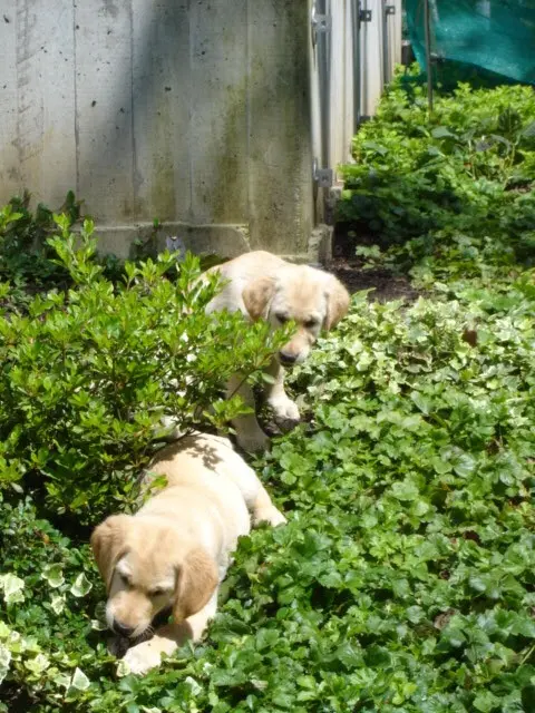 Andachtsbild von Brigitta