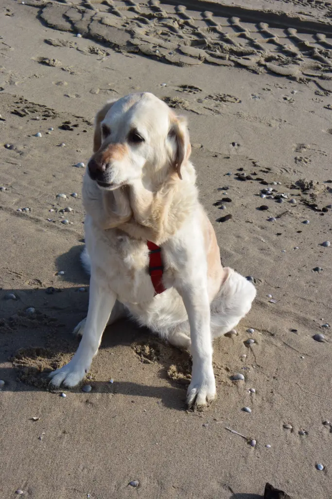 Andachtsbild von Brigitta