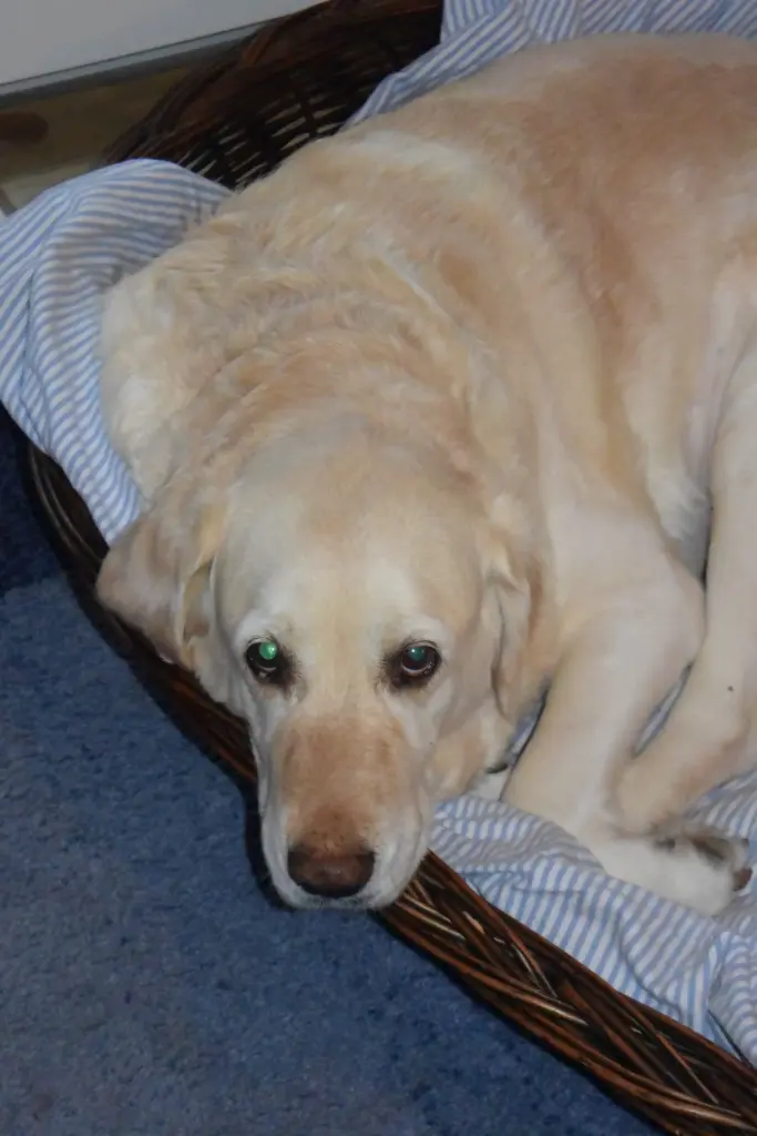 Andachtsbild von Brigitta