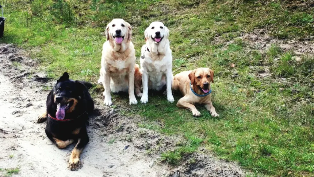 Andachtsbild von Brigitta