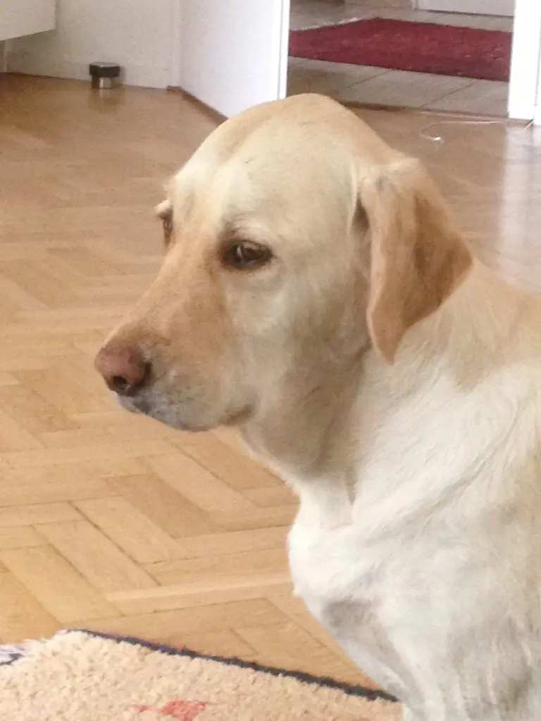 Andachtsbild von Brigitta